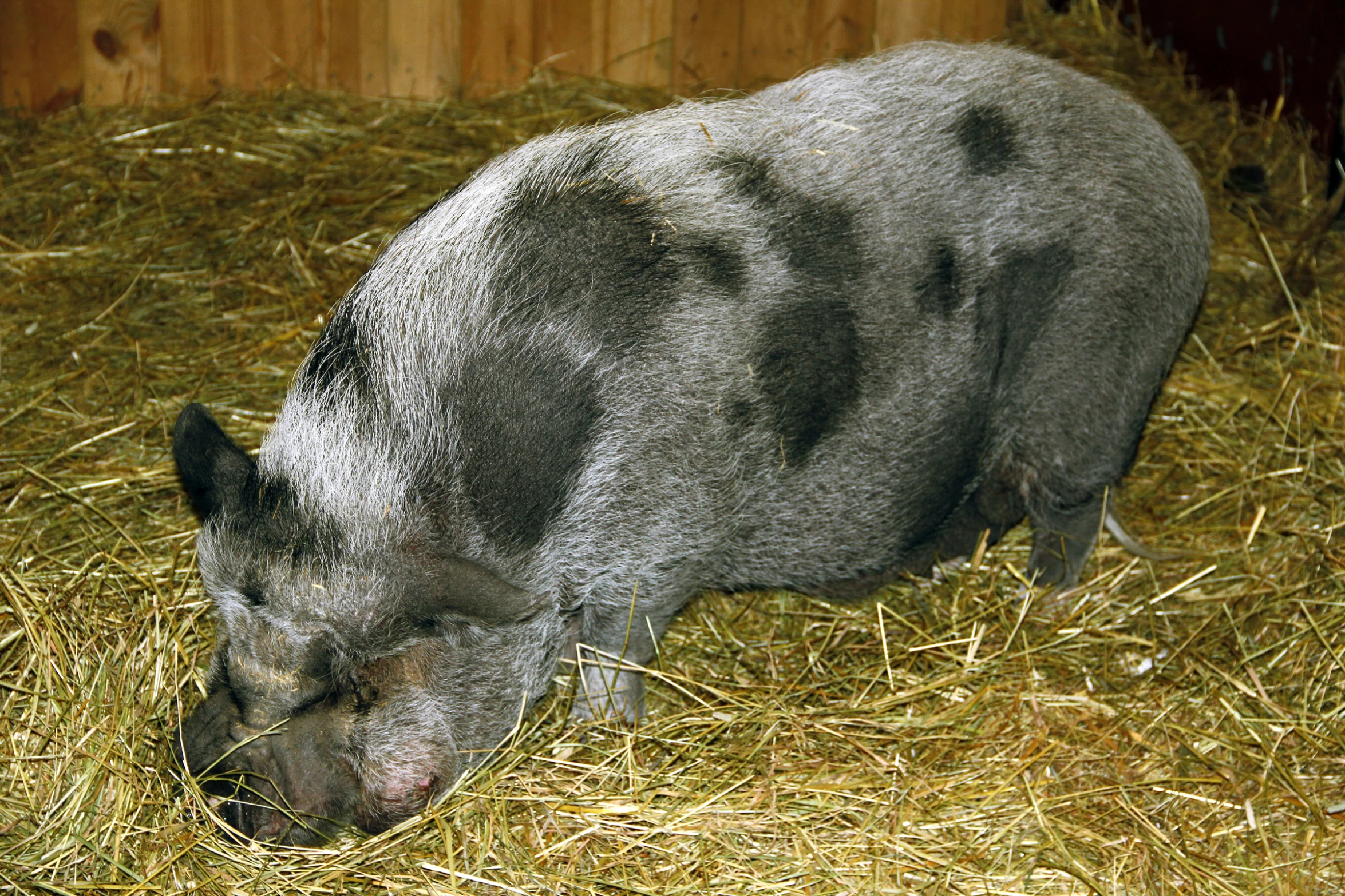 a large black pig eating grass in his habitat