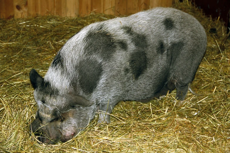 a large black pig eating grass in his habitat