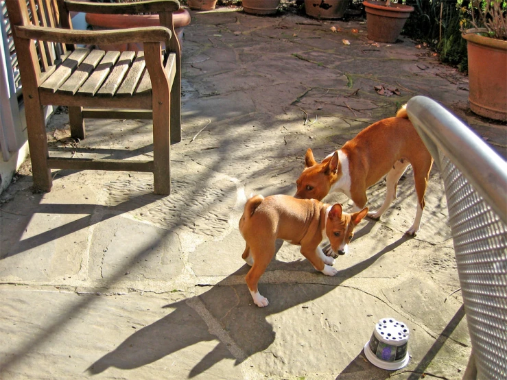 two dogs walking around the patio near some chairs