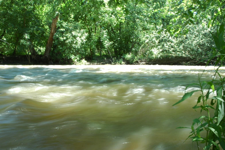 river and trees near green vegetation in daytime