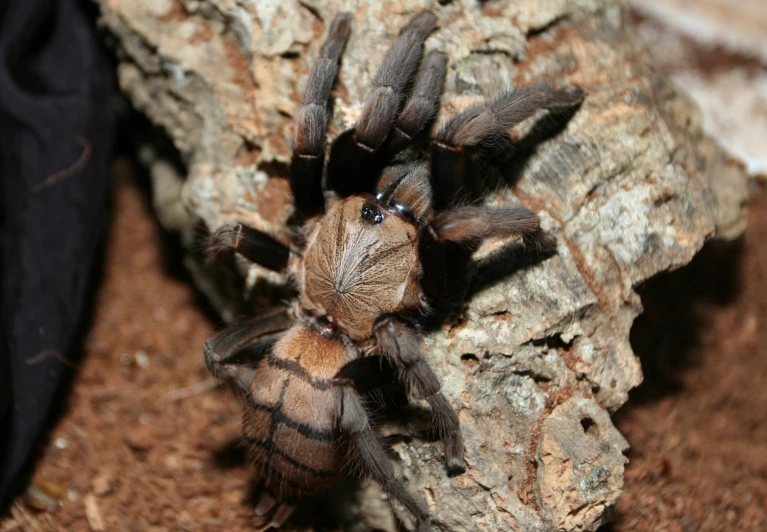 a large brown spider standing on top of a rock