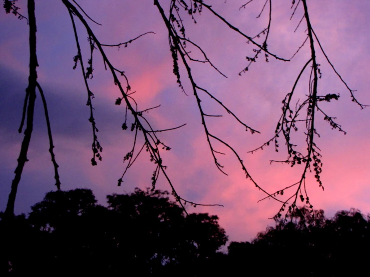 a dusk sky is seen through some nches