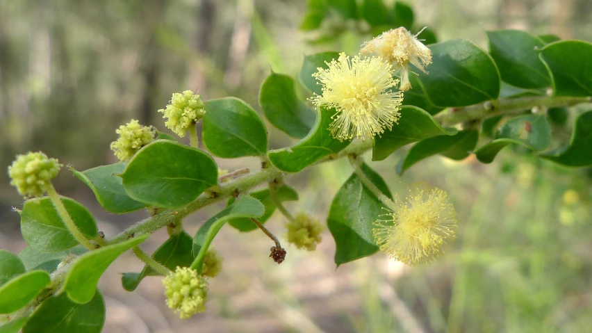 some yellow flowers are growing on a tree