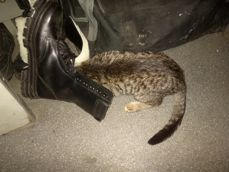 a cat is curled up in a shoe