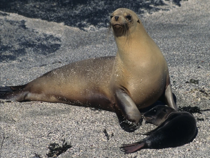 two sea lions laying on top of a sandy beach