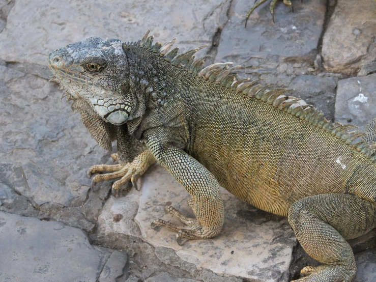 an iguana is on a rock face
