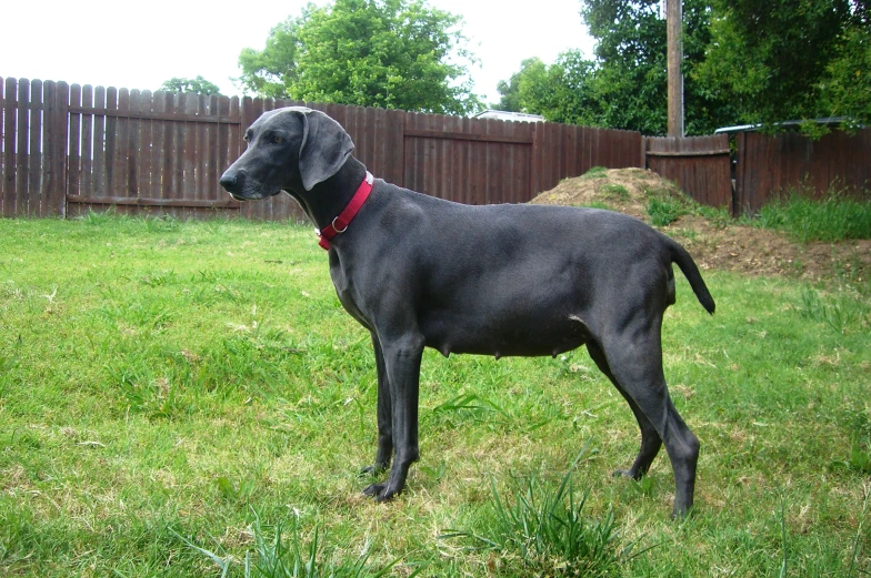black dog with a red collar in the yard
