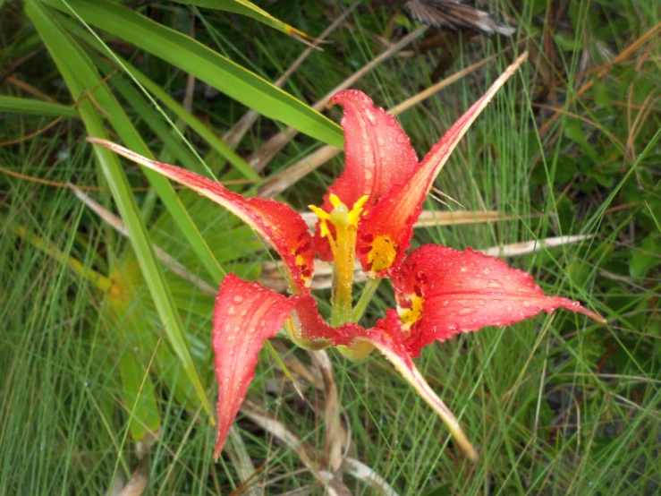 a red flower with rain drops and green grass