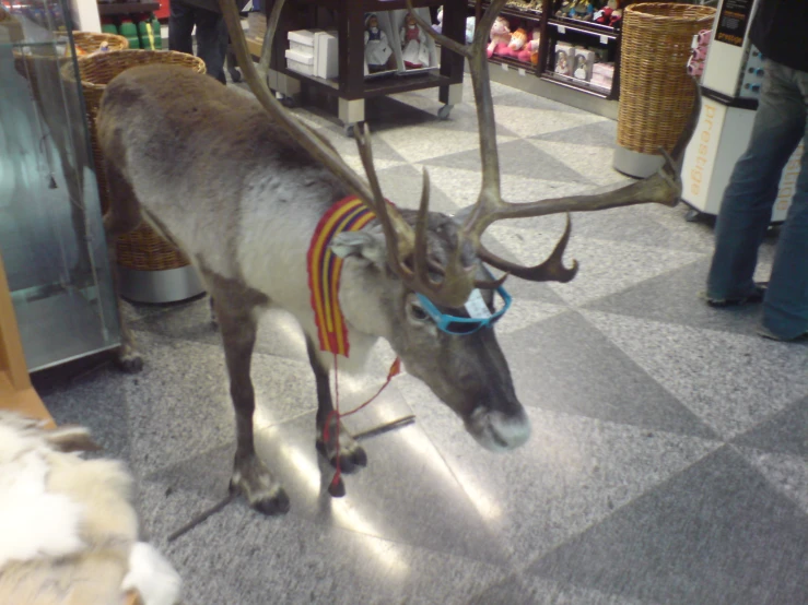 a reindeer with some decorations on it's nose