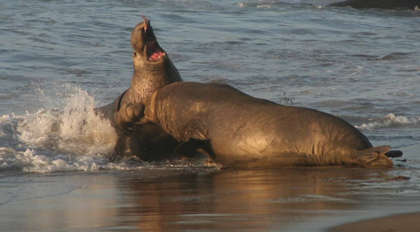 a large elephant is playing in the water