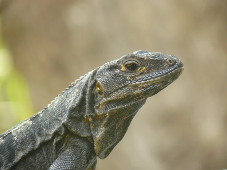 a black and tan lizard looking at soing