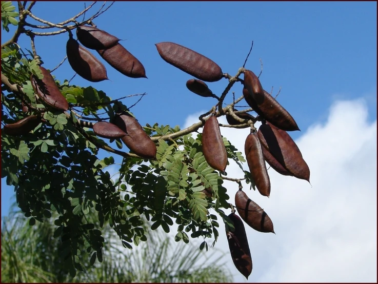 the leafy brown plant is ready to blossom