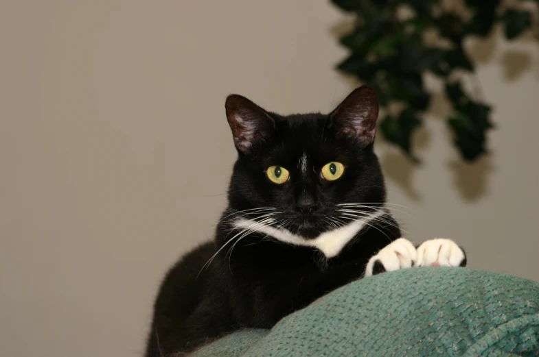 black cat sitting on couch looking at the camera