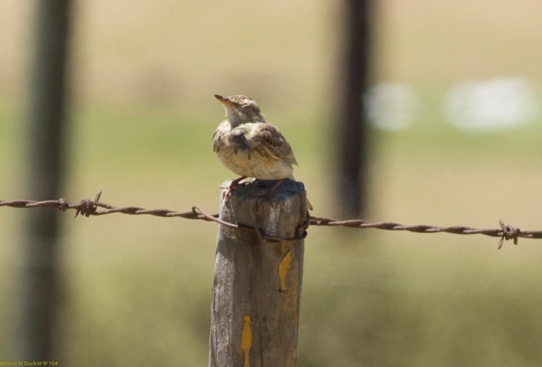 a bird is standing on a wooden post