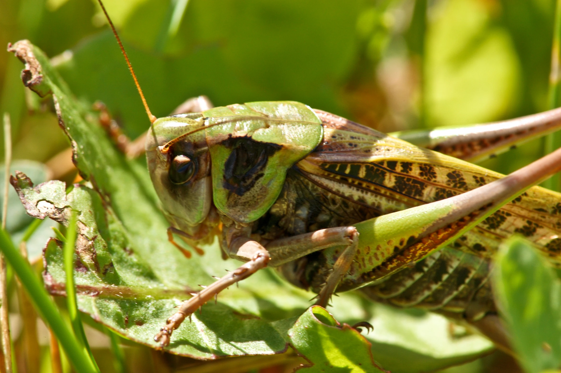 a large bug is standing on a green leaf