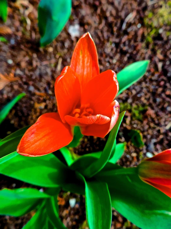 two orange flowers on the ground and plants nearby