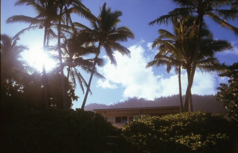 a building with a lot of palm trees in front of it