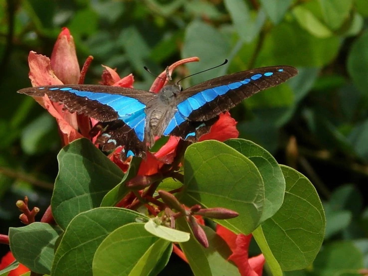 a blue, black and grey erfly sits on top of red flowers