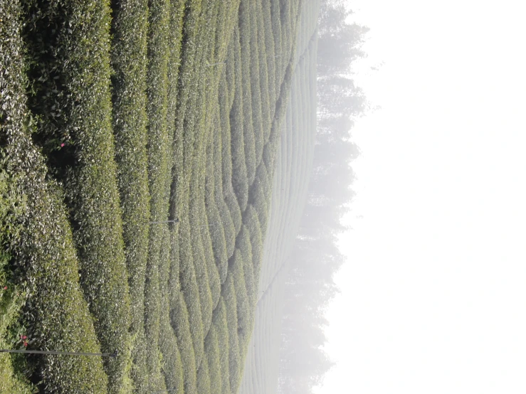 a misty day over a tea plantation in munnawal district, china