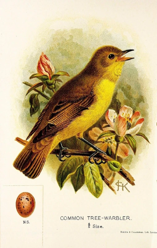 an illustration showing a yellow bird with its beak open and flowers