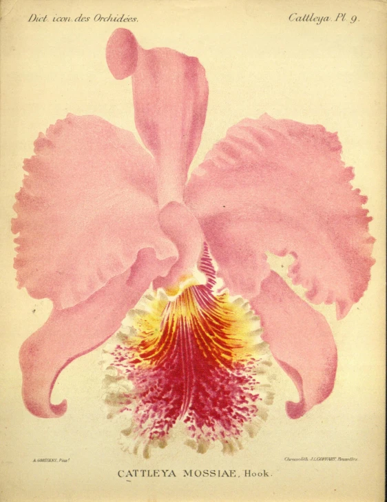 an orchid in the center of this page