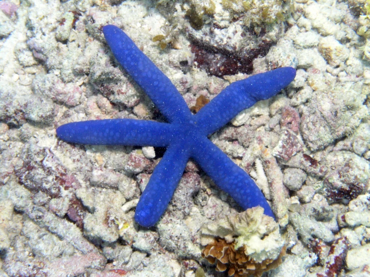 a blue starfish is in the water near rocks