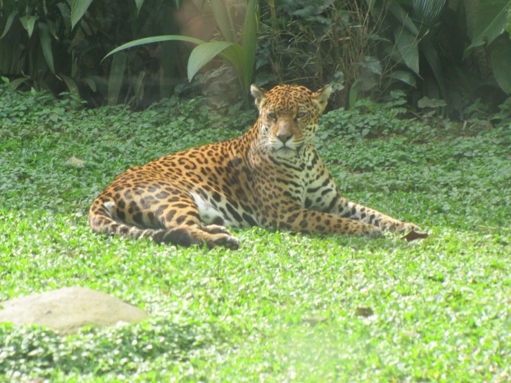 a jaguar laying down on a field of green grass