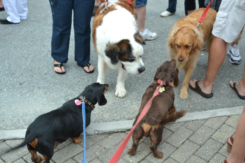 three dogs and a group of people on a street