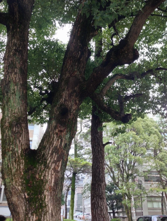 large group of trees in urban area near park