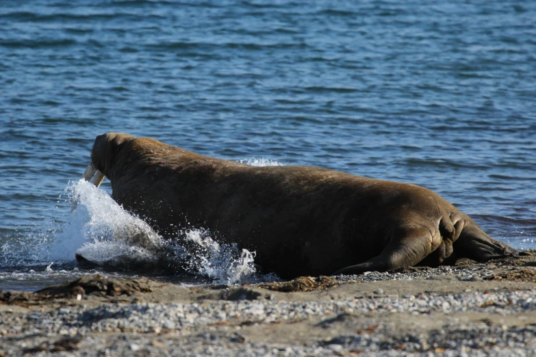 a sea lion with its mouth open walking into the water