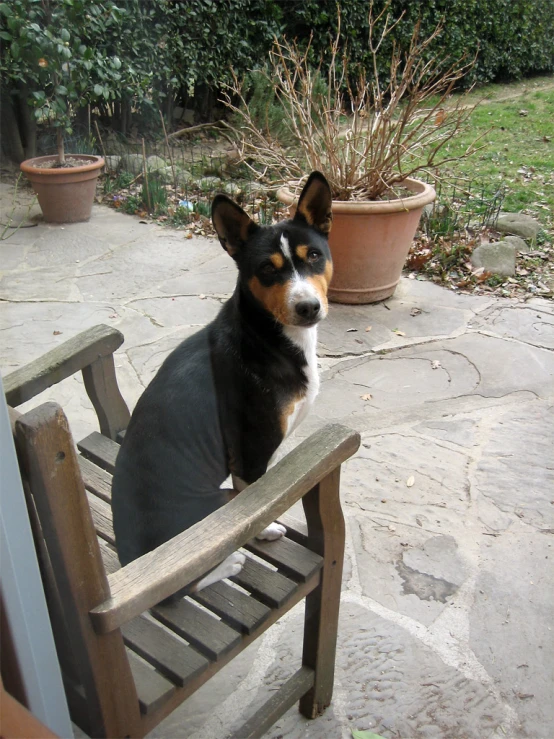 a dog sitting on a wooden chair near flowers