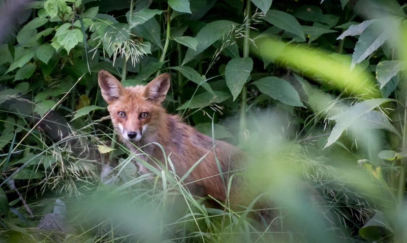 a red fox hiding in some thickets looking at the camera