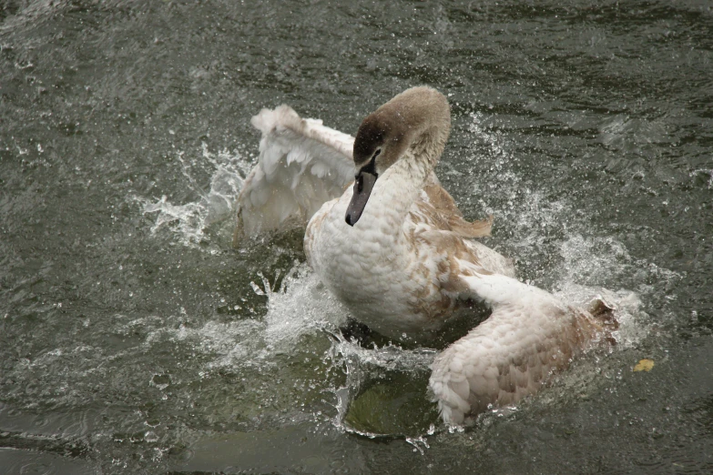 an animal that is in the water with a ball