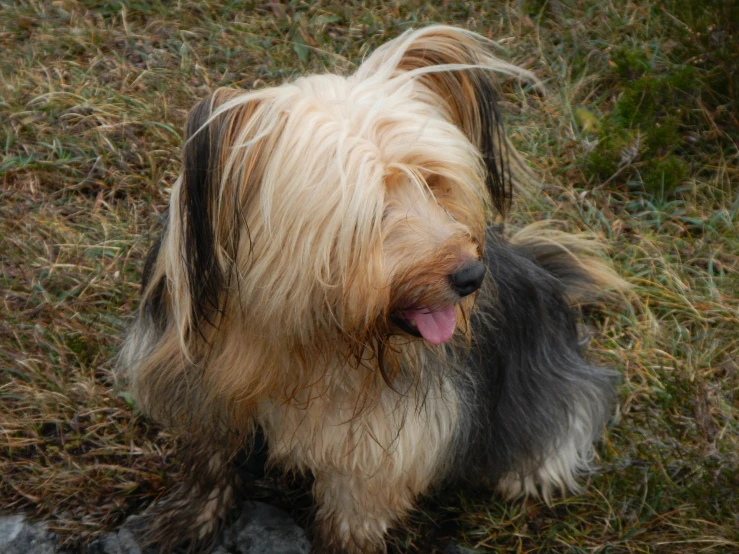 a dog with long hair standing in the grass