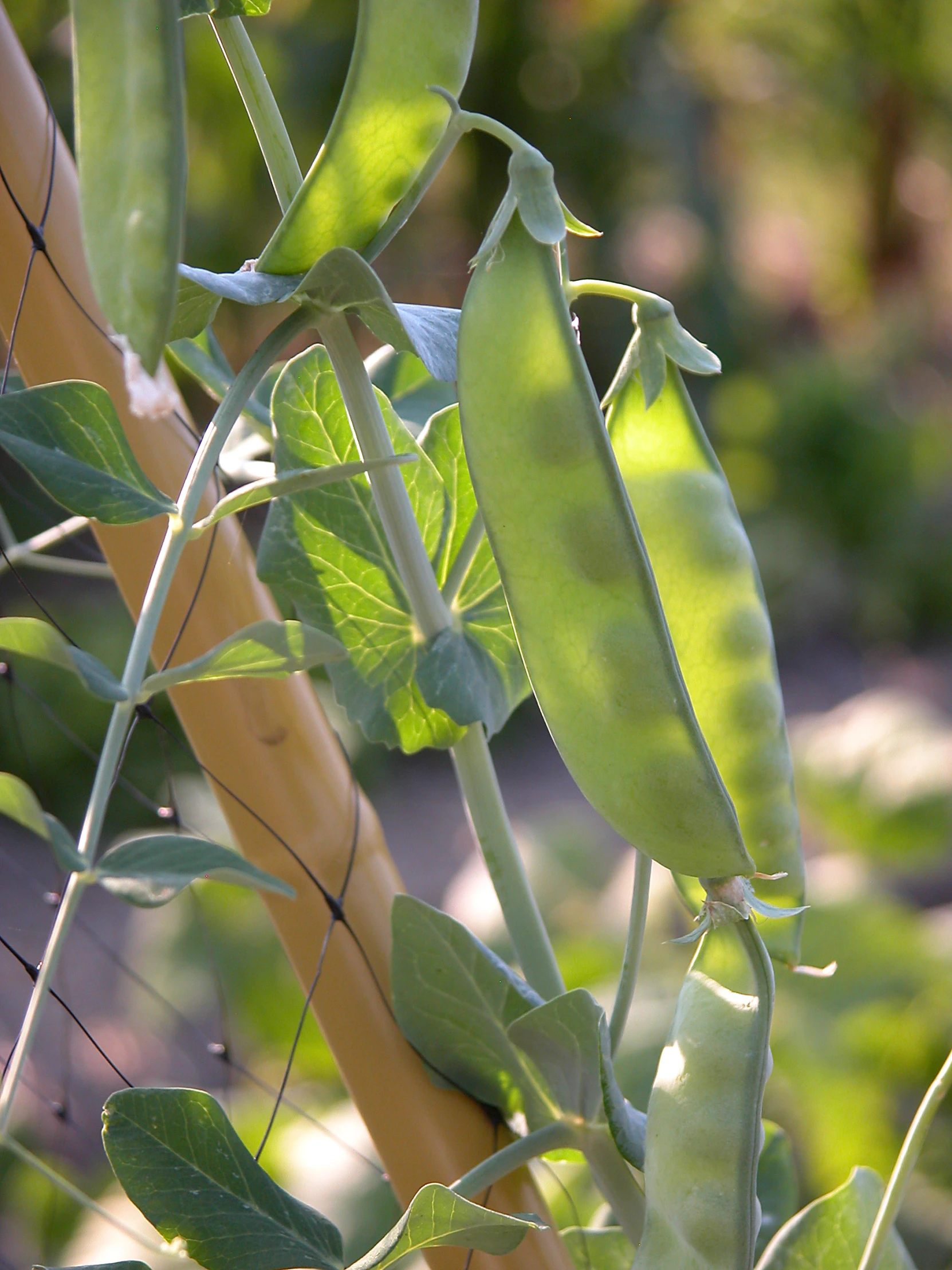 a bunch of pea's growing in the green leaves of a plant