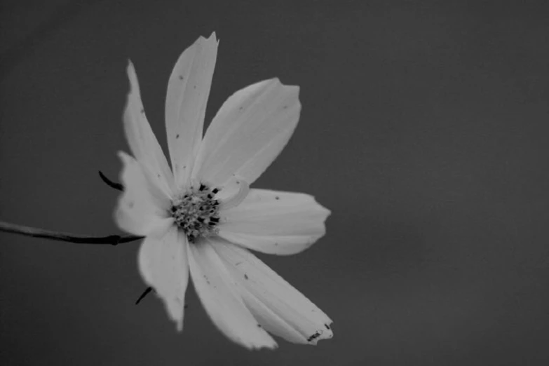 a flower is shown in black and white