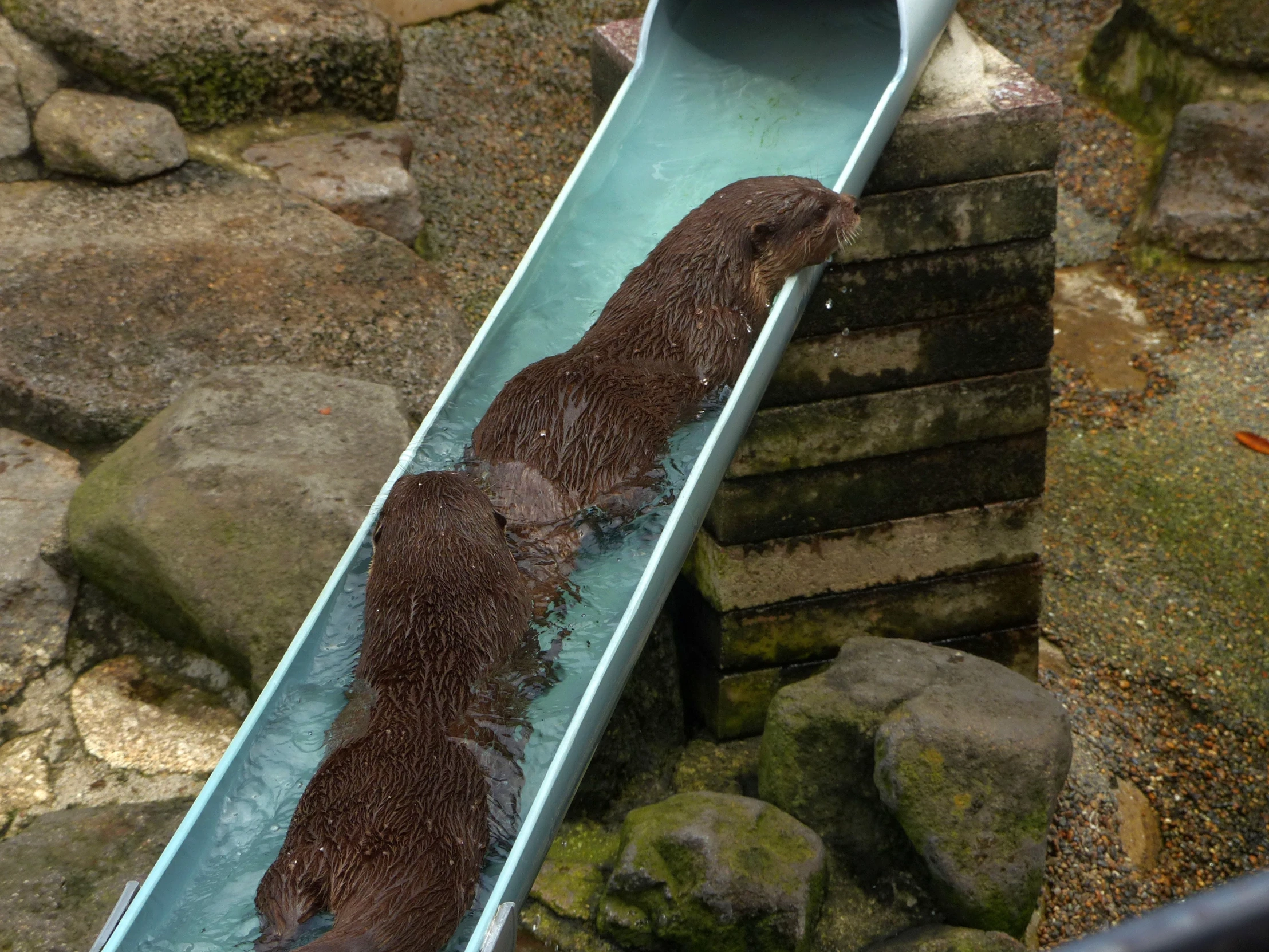 an otter with its mouth on the edge of an enclosure slide