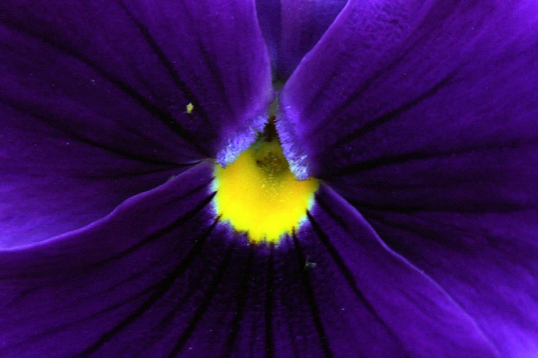 closeup of purple flower showing the center and petals