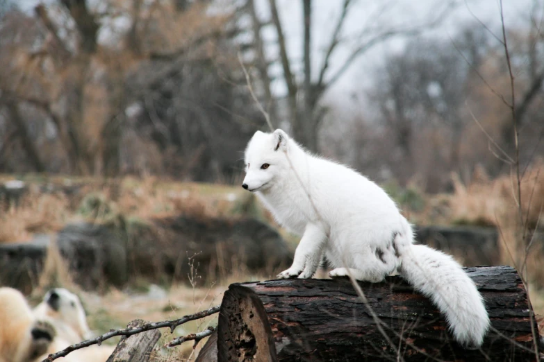 an adorable white fox sits on a fallen log