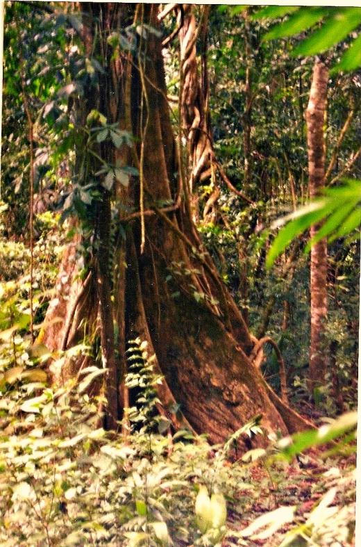 large and tree like object in the middle of the woods