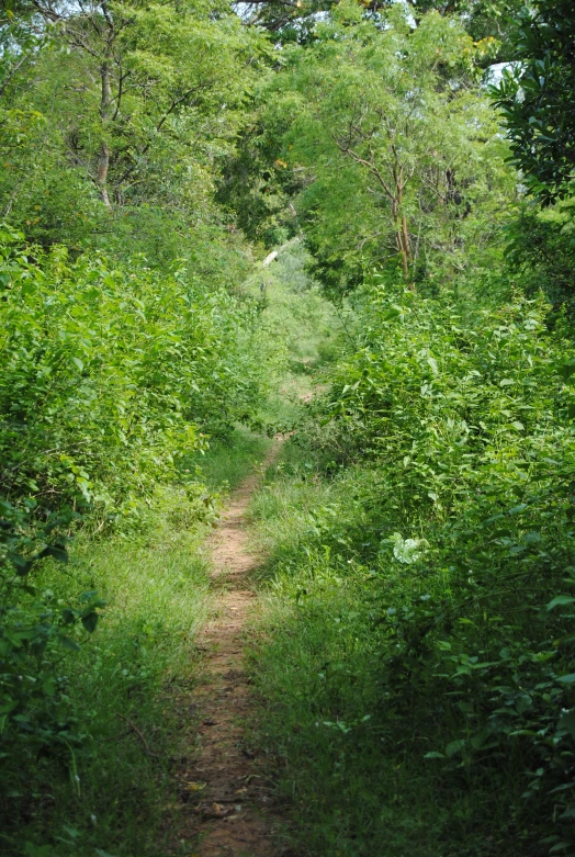 a dirt path with vegetation all over it