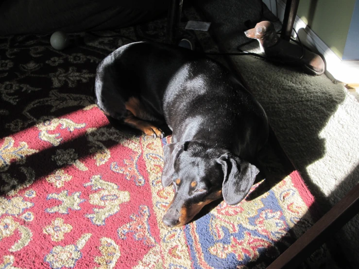 a black dog is laying on the floor