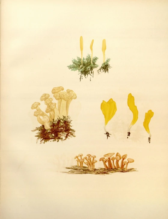 various types of mushrooms are drawn in a pencil and ink style