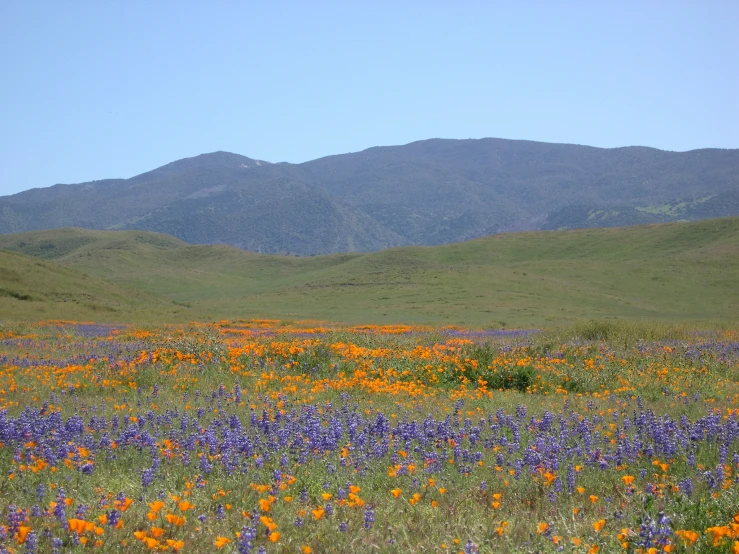 a grassy field with wild flowers and mountains in the background