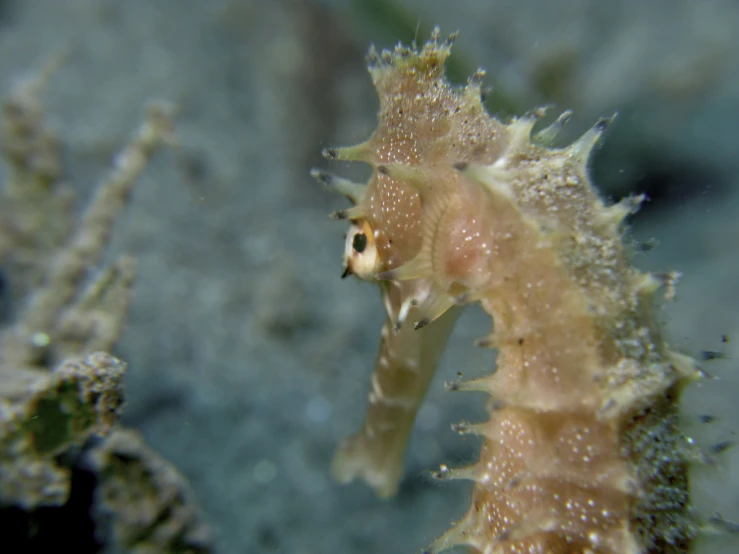 a sea animal looks over its reef as it's underwater