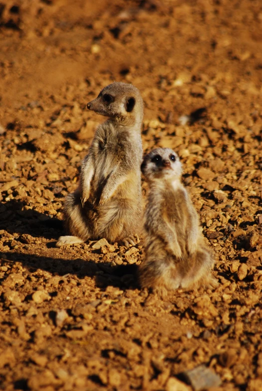 two small meerkats stand with their necks to each other