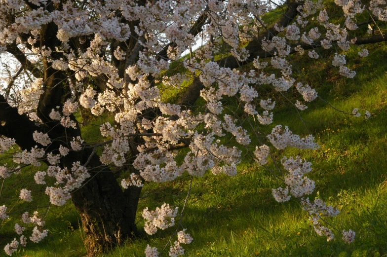 a large tree with lots of white flowers