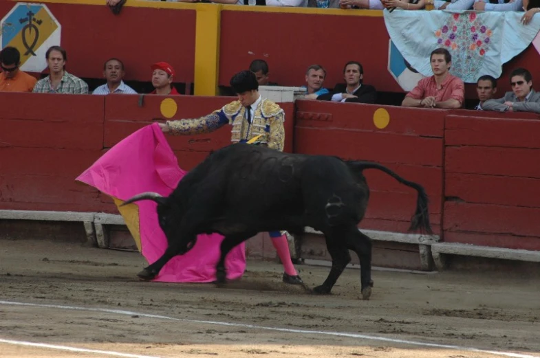 an animal and its handler in a bullfight