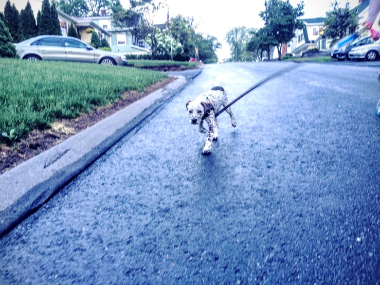 a dog is walking down the street with a stick in it's mouth