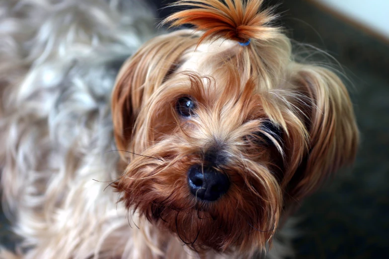 closeup of a small dog with blonde hair